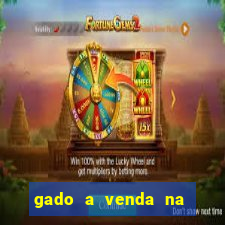 gado a venda na bahia olx